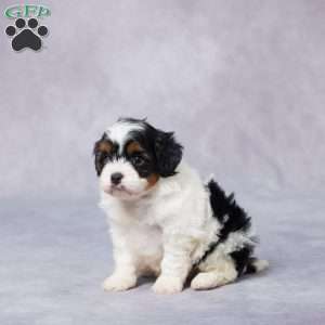 Coco, Cavapoo Puppy